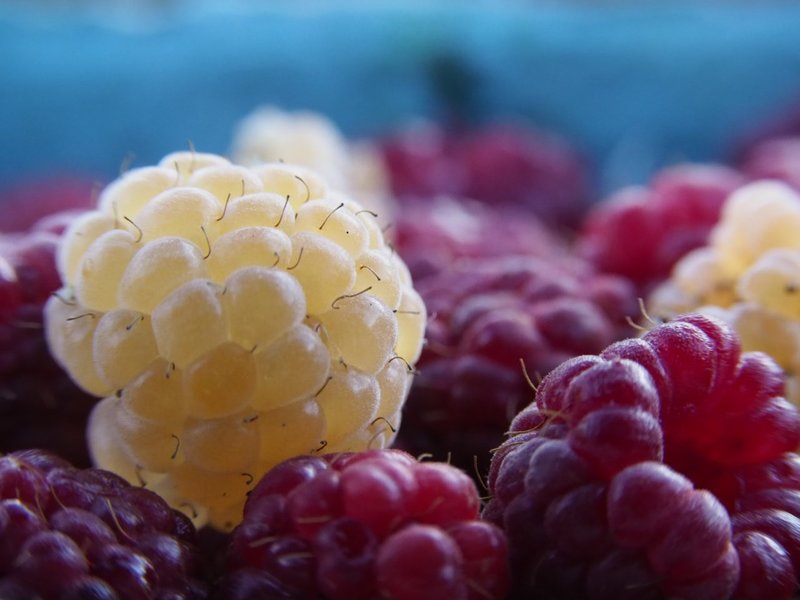 Raspberries.jpg Raspberries.jpg